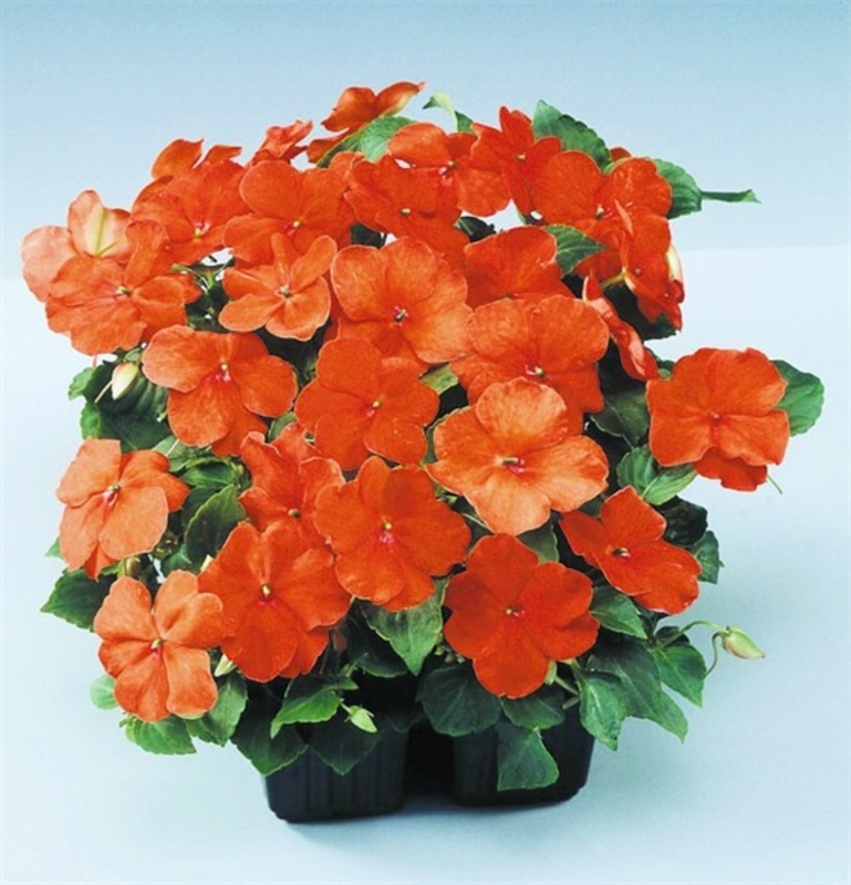 Бальзамин Уоллера (Impatiens walleriana 'Impatiens')
