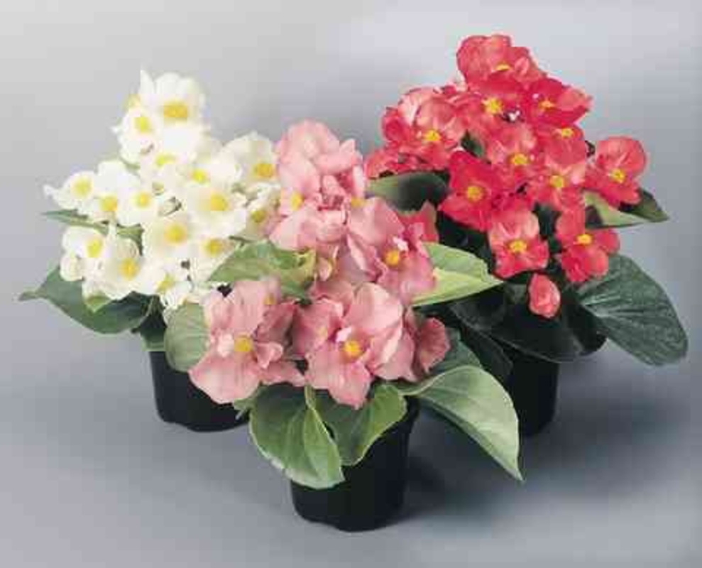 Бегония вечноцветущая (Begonia semperflorens 'Begonia')