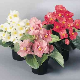 Бегония вечноцветущая (Begonia semperflorens 'Begonia')