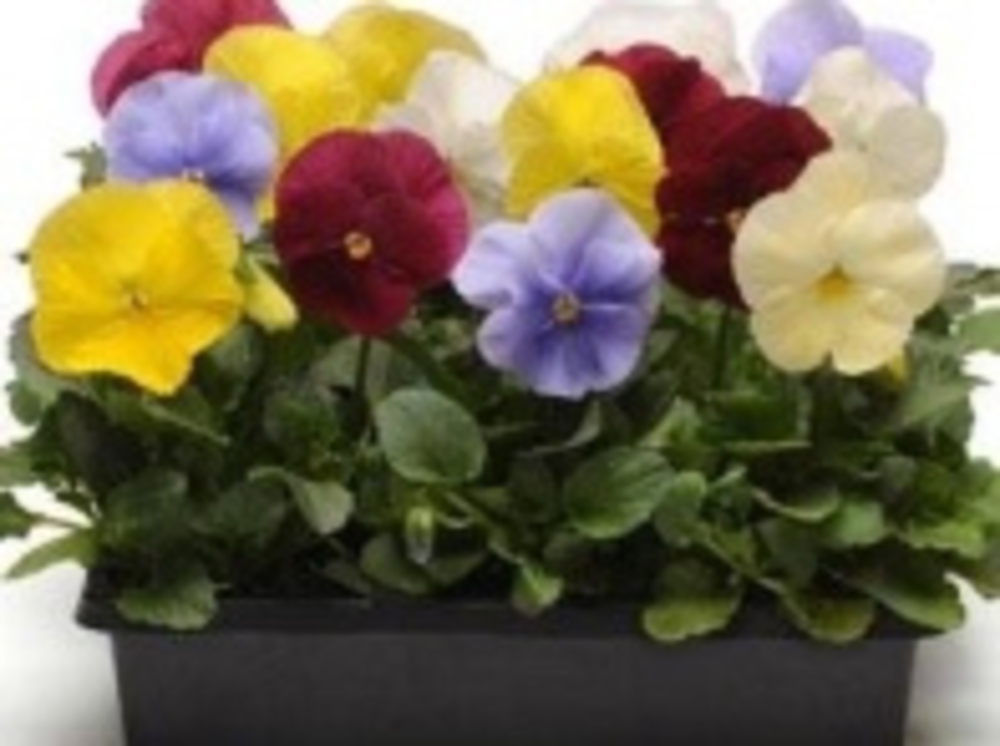 Виола Витрокка (Viola x wittrockiana 'Viola')