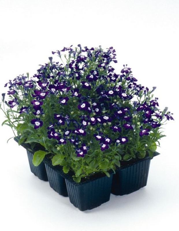 Лобелия эринус (Lobelia erinus 'Lobelia')