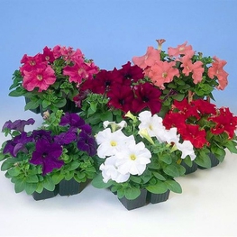 Петуния гибридная (Petunia x hybrida 'Petunia')