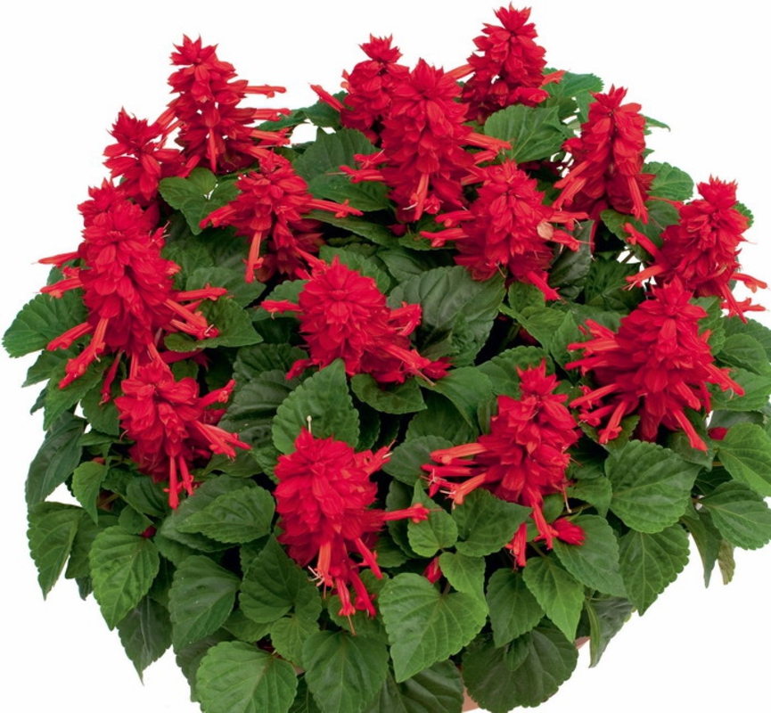 Сальвия сверкающая (Salvia splendens 'Salvia')