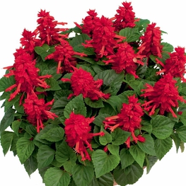 Сальвия сверкающая (Salvia splendens 'Salvia')