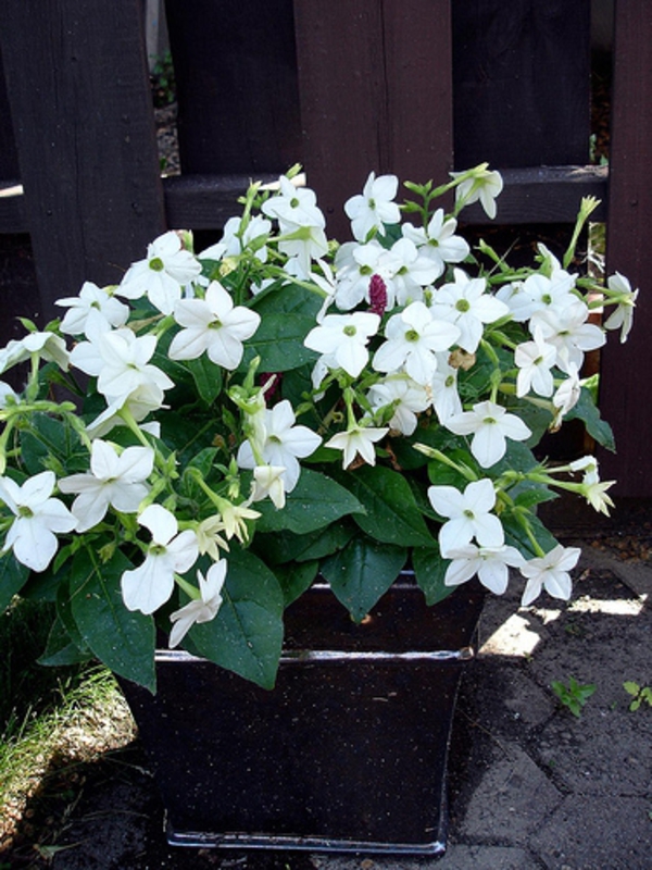 Табак Сандера (Nicotiana x sanderae 'Nicotiana')
