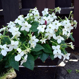 Табак Сандера (Nicotiana x sanderae 'Nicotiana')
