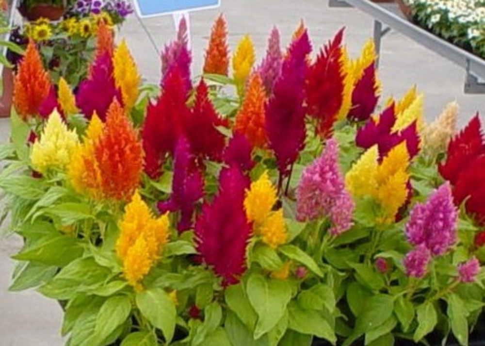 Целозия метельчатая (Celosia argentea var. plumosa 'Celosia')