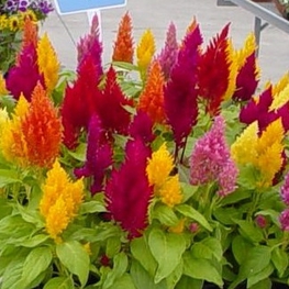 Целозия метельчатая (Celosia argentea var. plumosa 'Celosia')