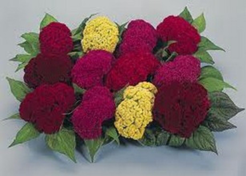 Целозия гребенчатая (Celosia argentea var. cristata 'Celosia')