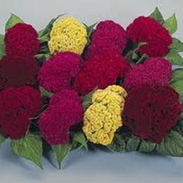 Целозия гребенчатая (Celosia argentea var. cristata 'Celosia')