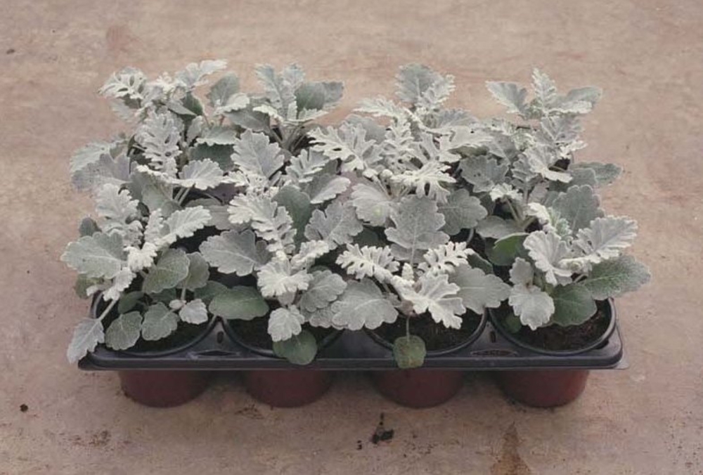 Цинерария приморская (Jacobaea maritima 'Cineraria')