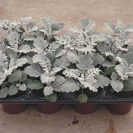 Цинерария приморская (Jacobaea maritima 'Cineraria')
