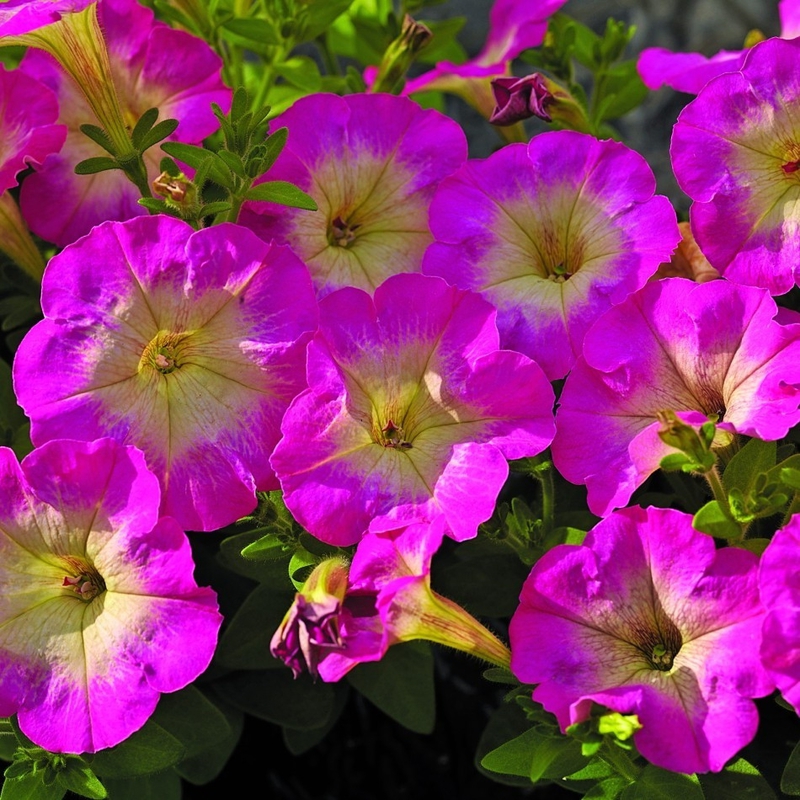Петуния миллифлора Миллифлора (Petunia x hybrida 'Milliflora')
