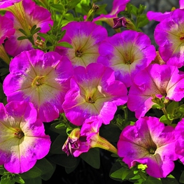 Петуния миллифлора Миллифлора (Petunia x hybrida 'Milliflora')