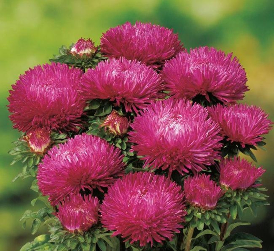 Астра (Callistephus chinensis 'Callistephus')