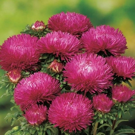 Астра (Callistephus chinensis 'Callistephus')