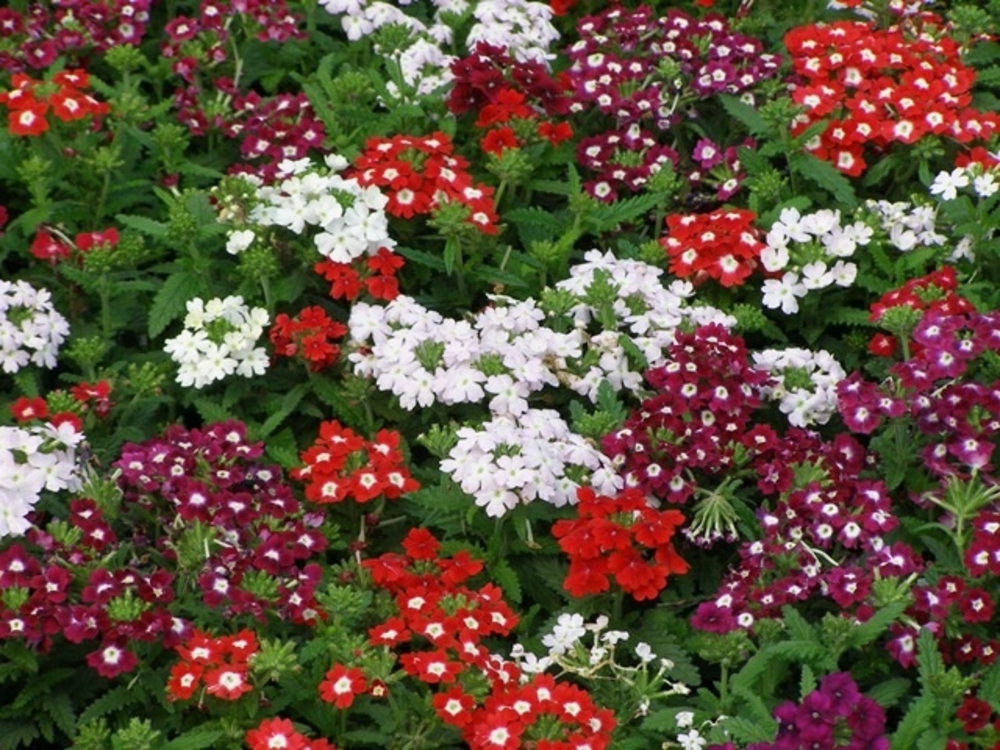 Вербена (Verbena x hybrida 'Verbena')