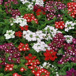 Вербена (Verbena x hybrida 'Verbena')