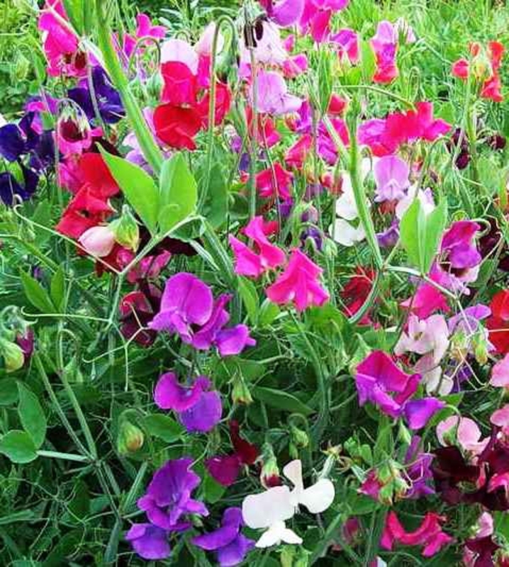 Душистый горошек (Lathyrus odoratus 'Lathyrus')