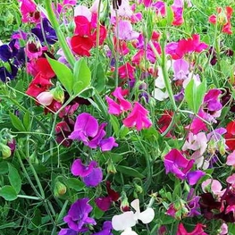 Душистый горошек (Lathyrus odoratus 'Lathyrus')
