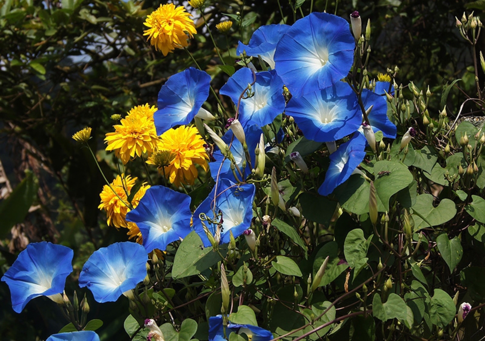 Ипомея (Ipomoea purpurea 'Ipomoea')