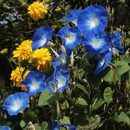 Ипомея (Ipomoea purpurea 'Ipomoea')