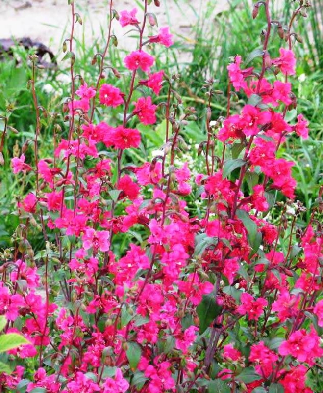 Кларкия (Clarkia amoena 'Clarkia')