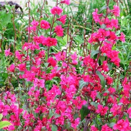 Кларкия (Clarkia amoena 'Clarkia')