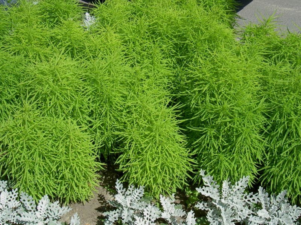 Кохия (Kochia scoparia 'Kochia')