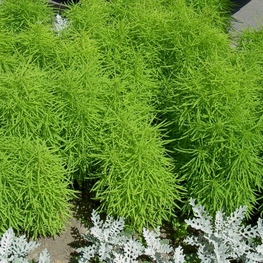 Кохия (Kochia scoparia 'Kochia')