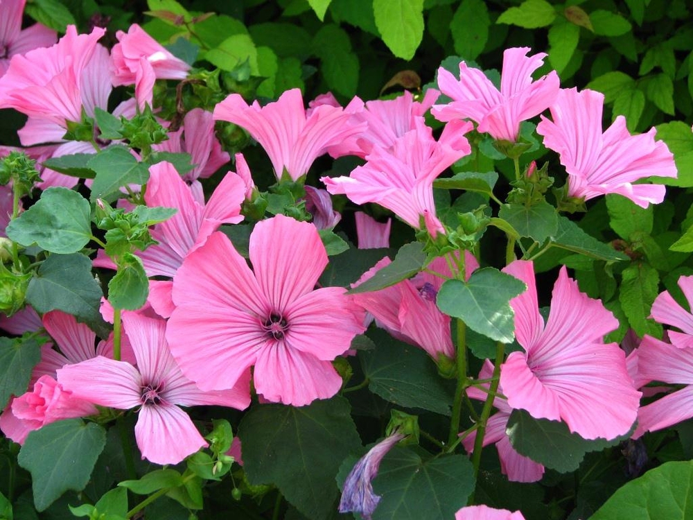 Лаватера (Lavatera trimestris 'Lavatera')