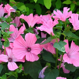 Лаватера (Lavatera trimestris 'Lavatera')
