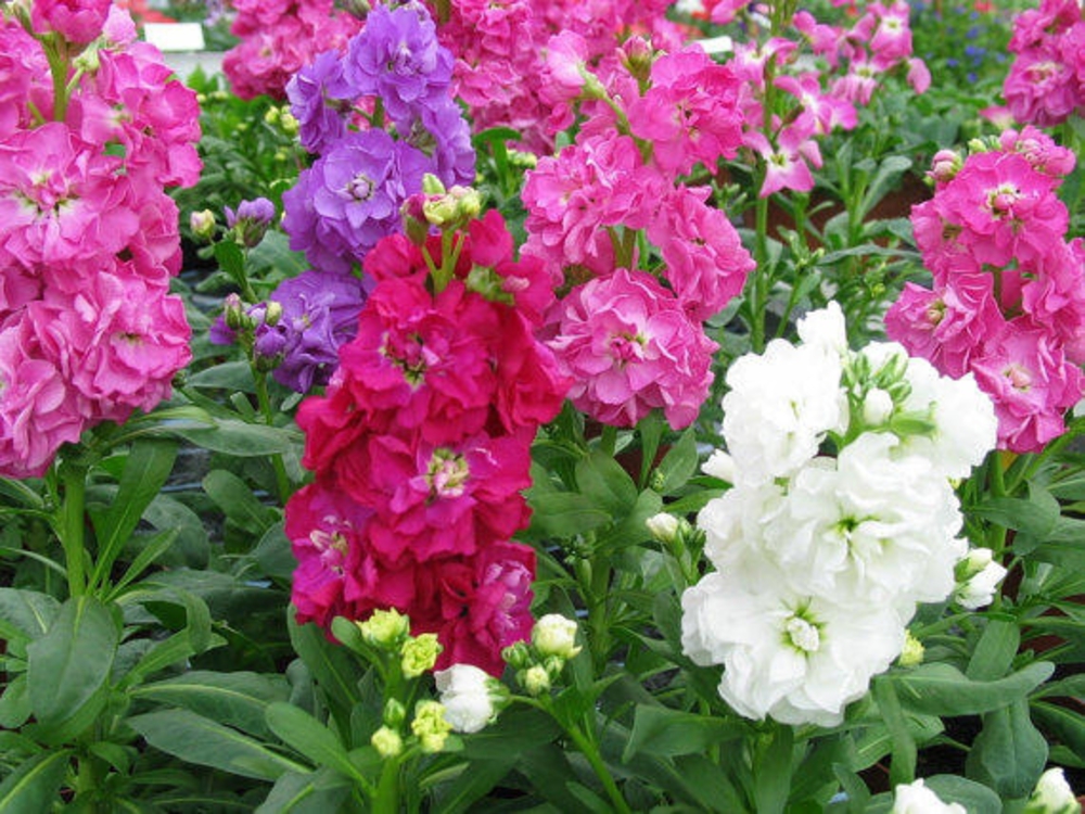 Левкой (Matthiola incana 'Matthiola')