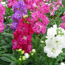 Левкой (Matthiola incana 'Matthiola')