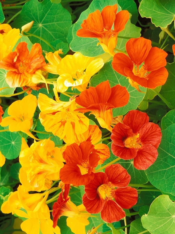 Настурция (Tropaeolum)