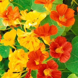 Настурция (Tropaeolum)