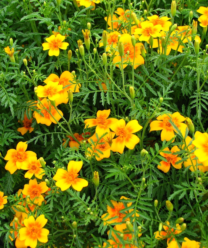 Тагетес узколистный (Tagetes tenuifolia)