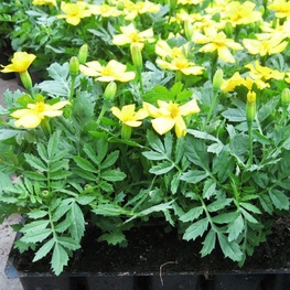 Тагетес мелкоцветковый (Tagetes patula)