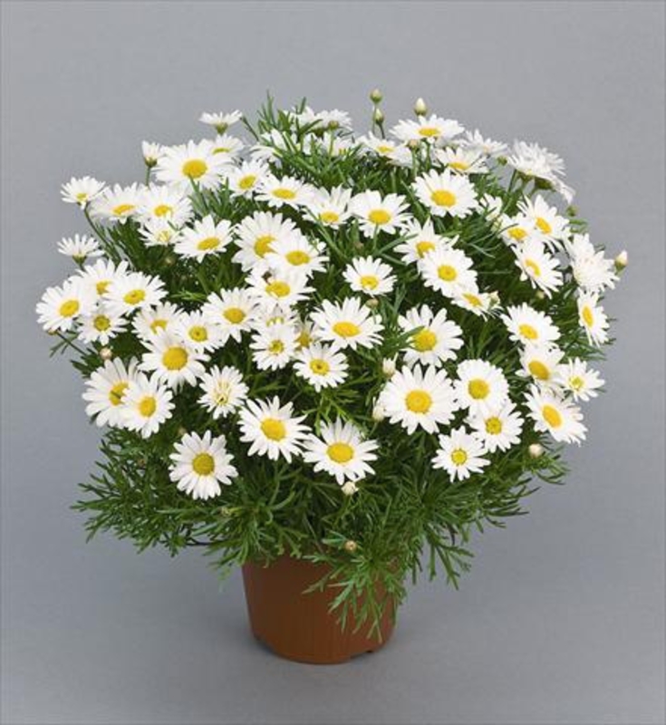Аргирантемум (Argyranthemum)