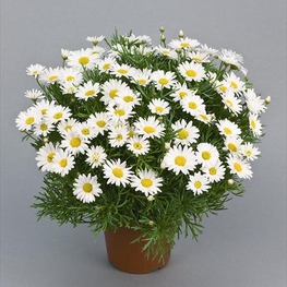 Аргирантемум (Argyranthemum)