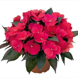 Бальзамин новогвинейский (Impatiens hawkeri)