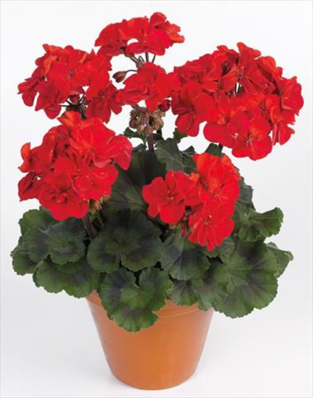 Пеларгония зональная (Pelargonium zonale)
