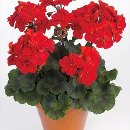 Пеларгония зональная (Pelargonium zonale)