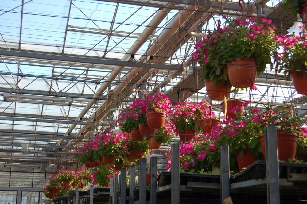 Петуния Потуния (Petunia 'Potunia')