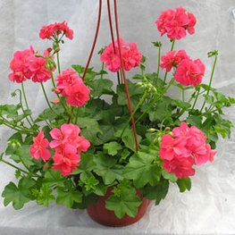 Пеларгония плющелистная (Pelargonium peltatum)