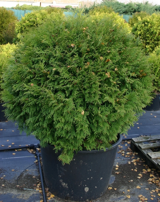 Туя западная Литтл Чемпион (Thuja occidentalis 'Little Champion')