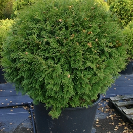 Туя западная Литтл Чемпион (Thuja occidentalis 'Little Champion')