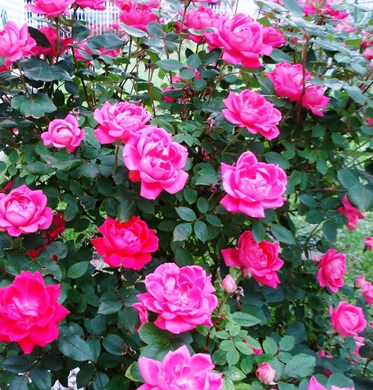 Роза плетистая Клайминг Критерион (Rosa 'Climbing Criterion')