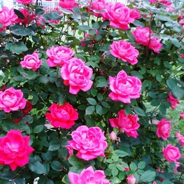 Роза плетистая Клайминг Критерион (Rosa 'Climbing Criterion')