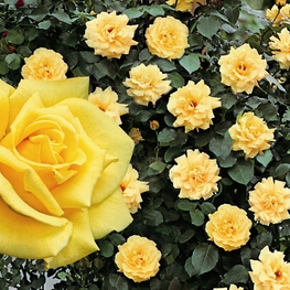 Роза плетистая Клайминг Ландора (Rosa 'Climbing Landora')